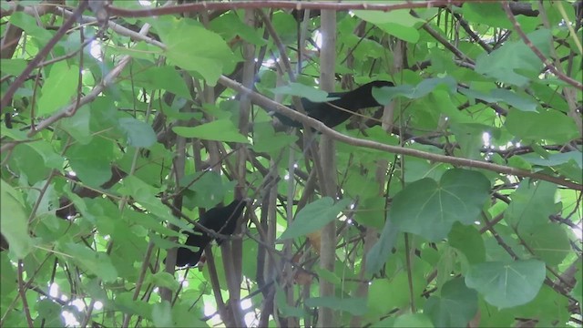 Asian Koel - ML629970126