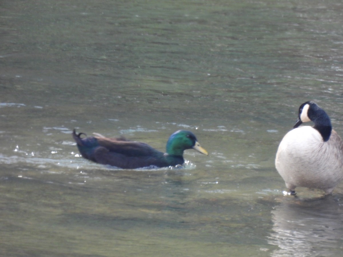 Germano reale - ML629970269