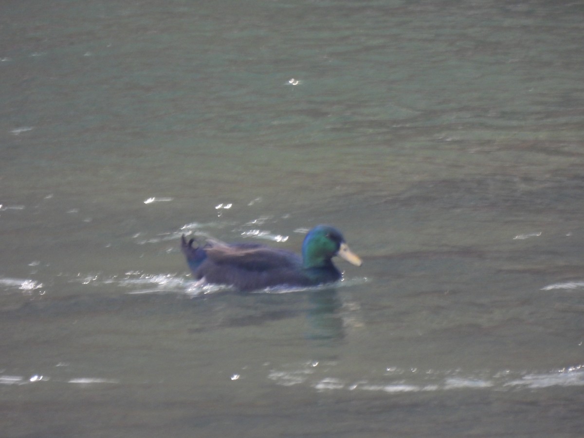 Germano reale - ML629970298