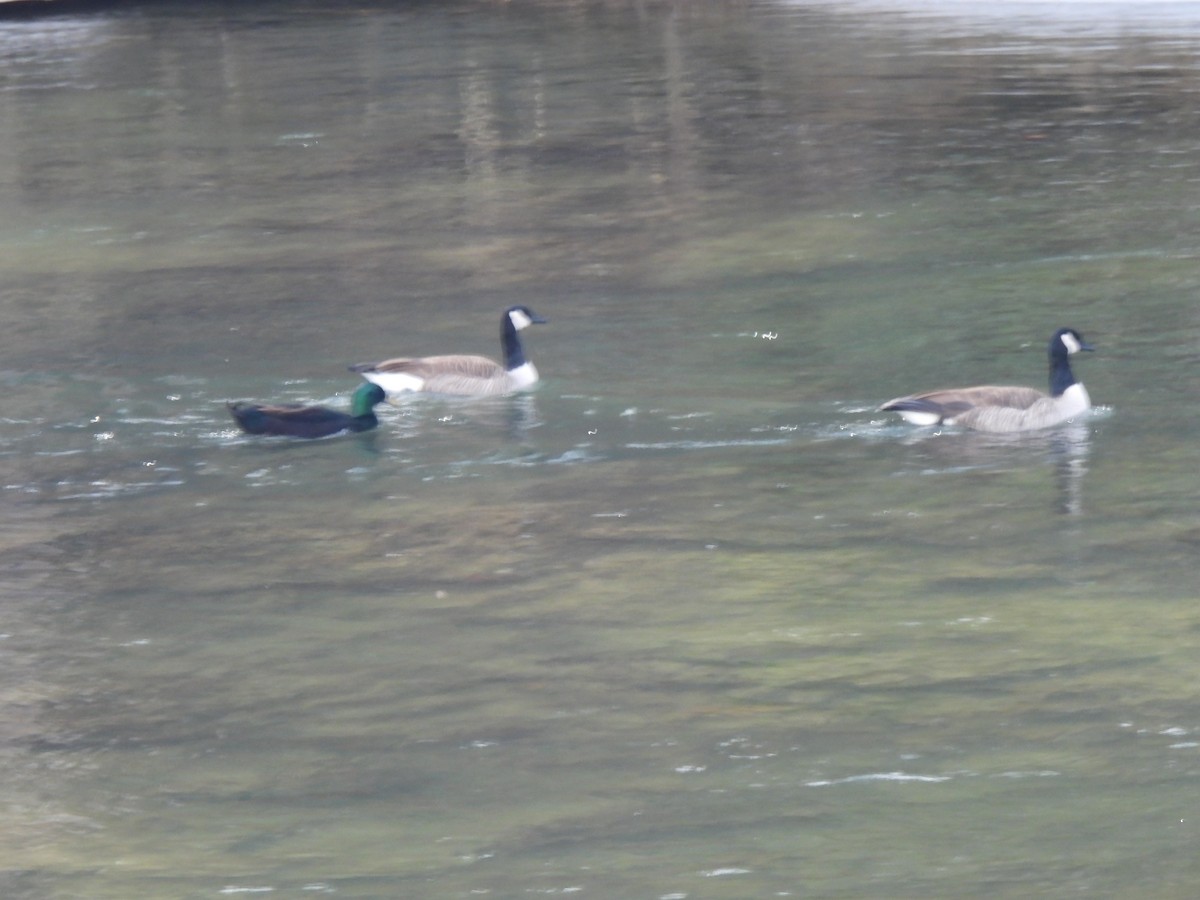 Germano reale - ML629970299