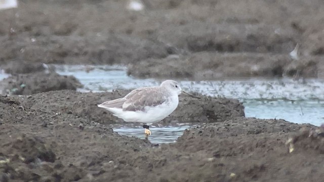 Nordmann's Greenshank - ML629970420