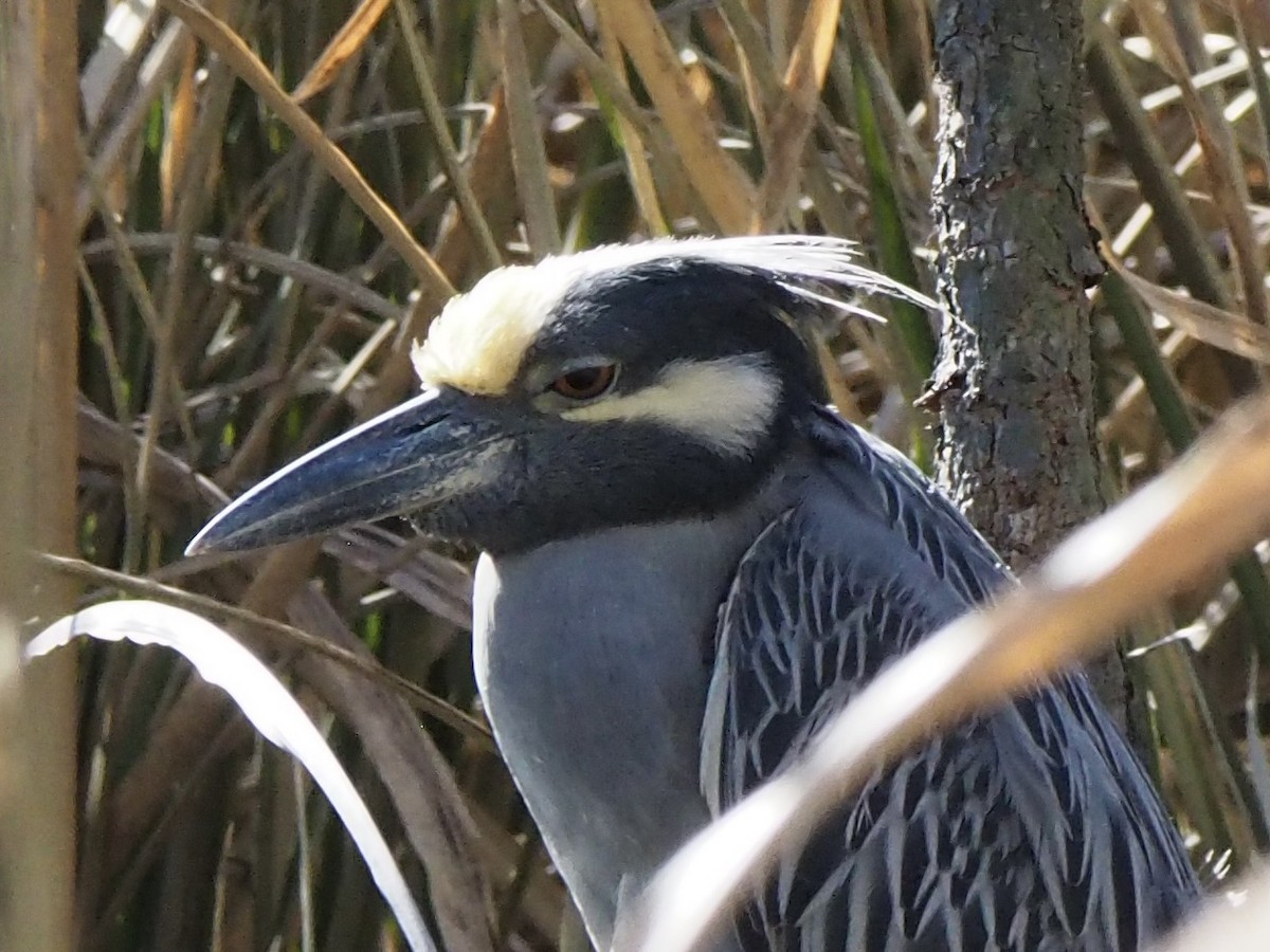 Yellow-crowned Night Heron - ML629970486