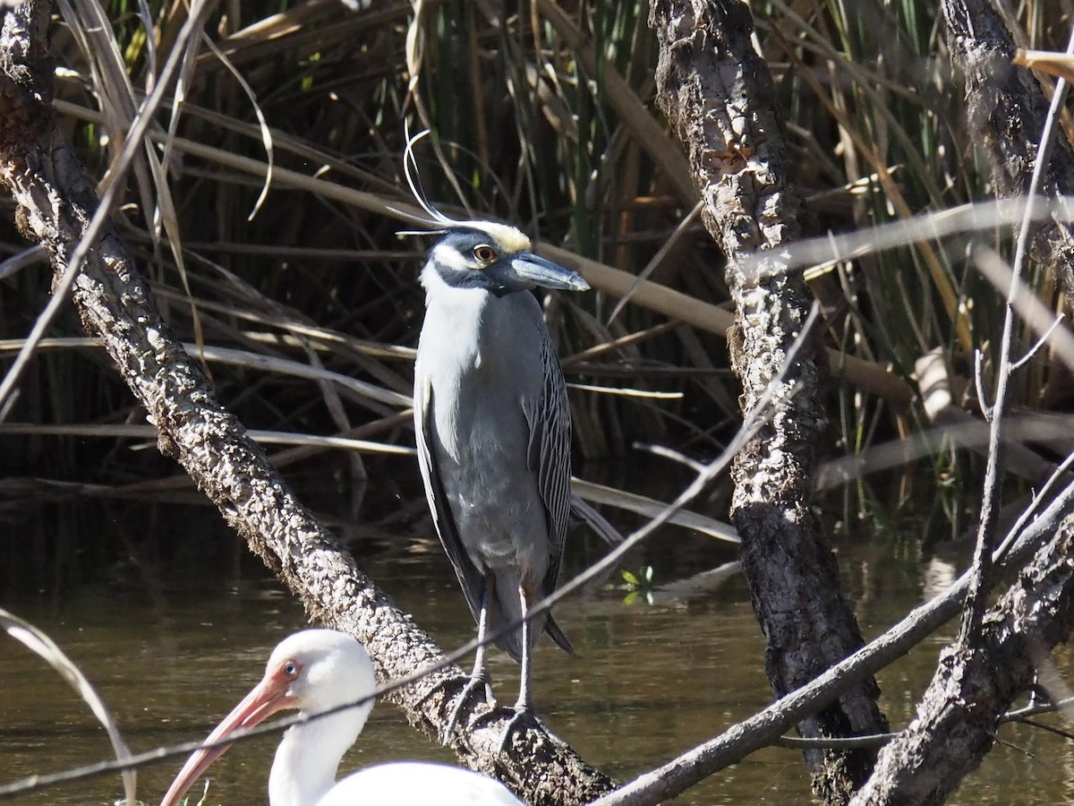 Yellow-crowned Night Heron - ML629970496