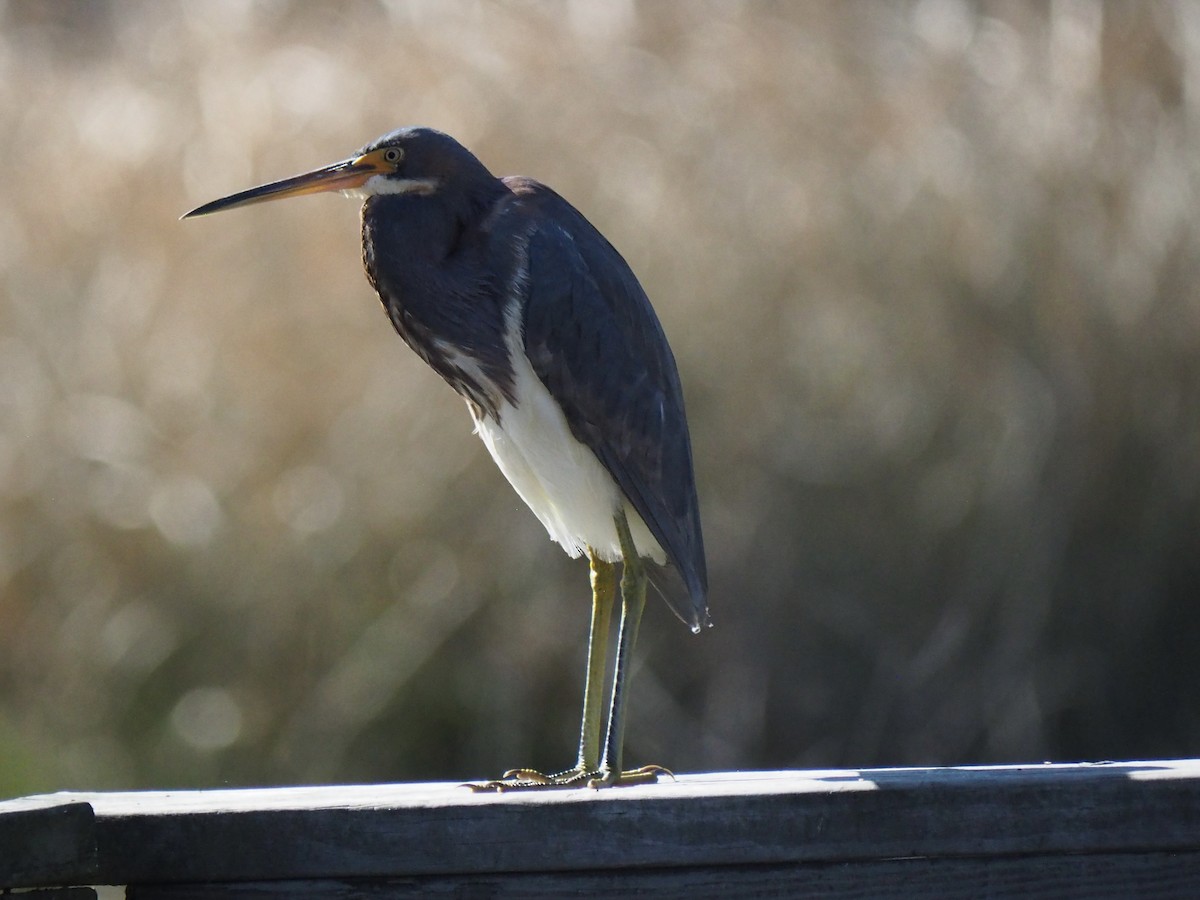 Tricolored Heron - ML629970511