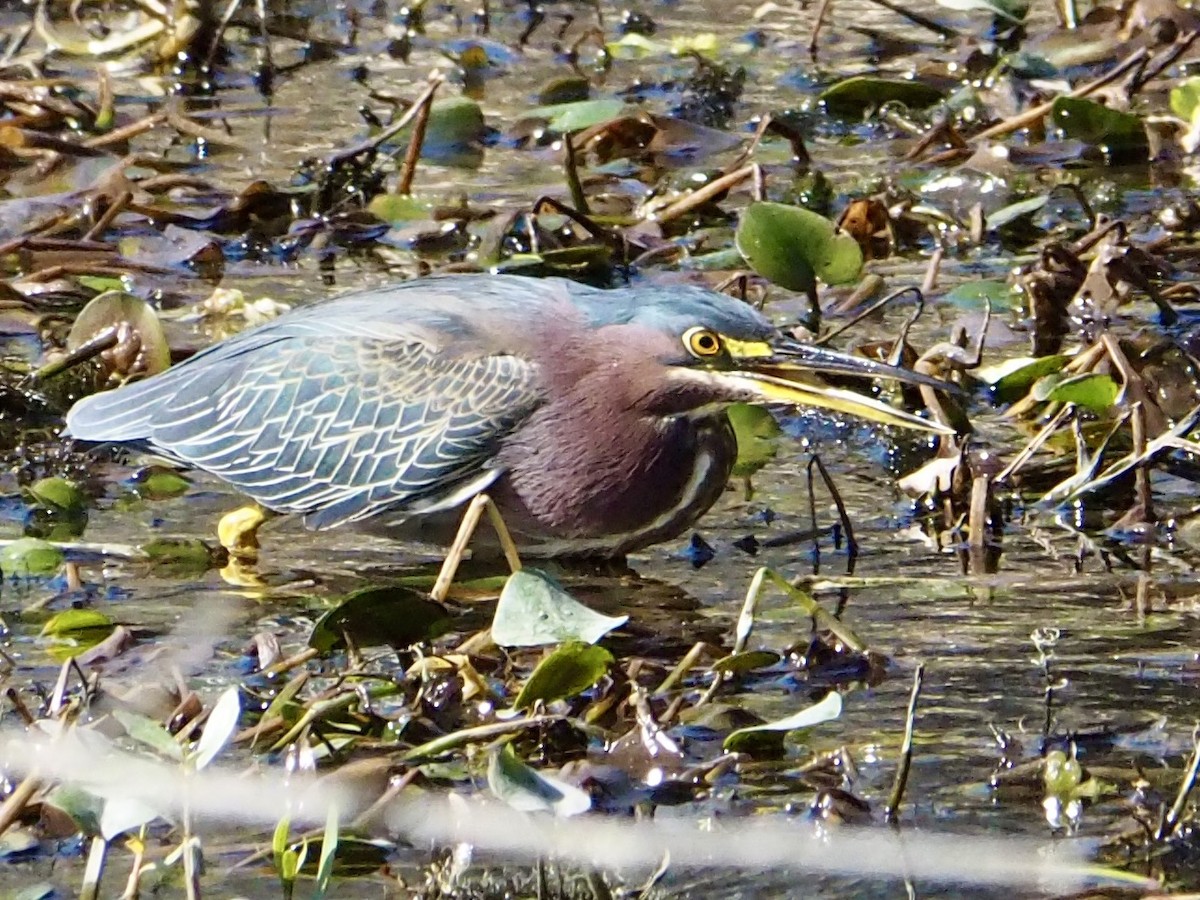 Green Heron - ML629970524