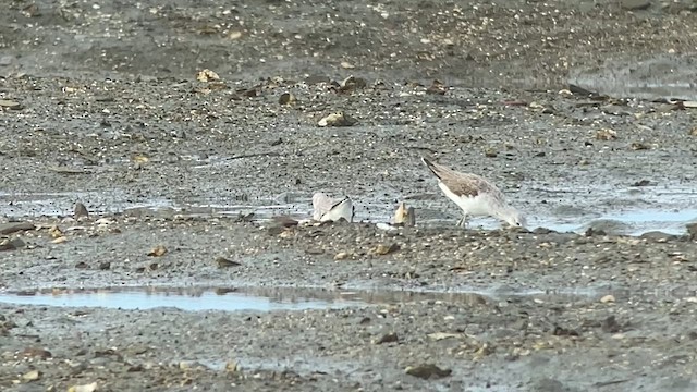 Nordmann's Greenshank - ML629970575
