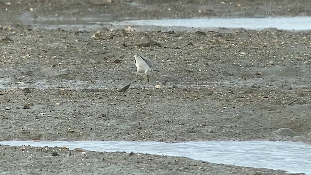 Nordmann's Greenshank - ML629970576