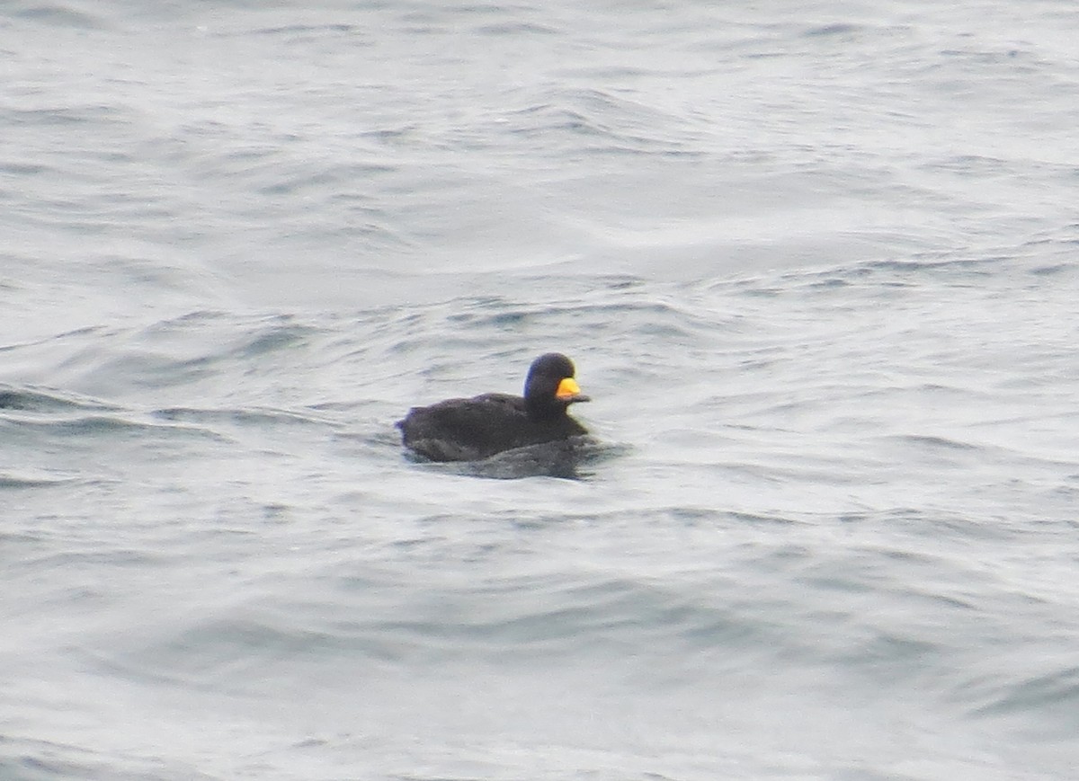 Black Scoter - ML629970619