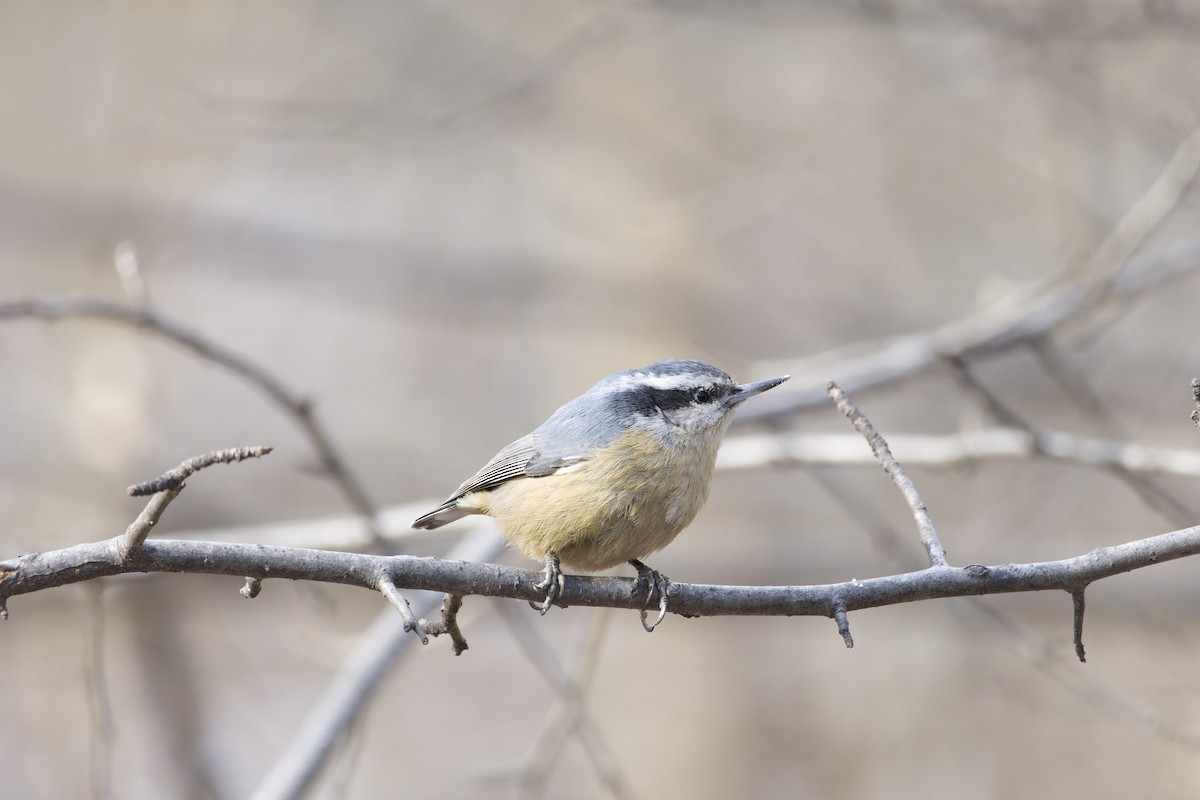 Red-breasted Nuthatch - ML629970633