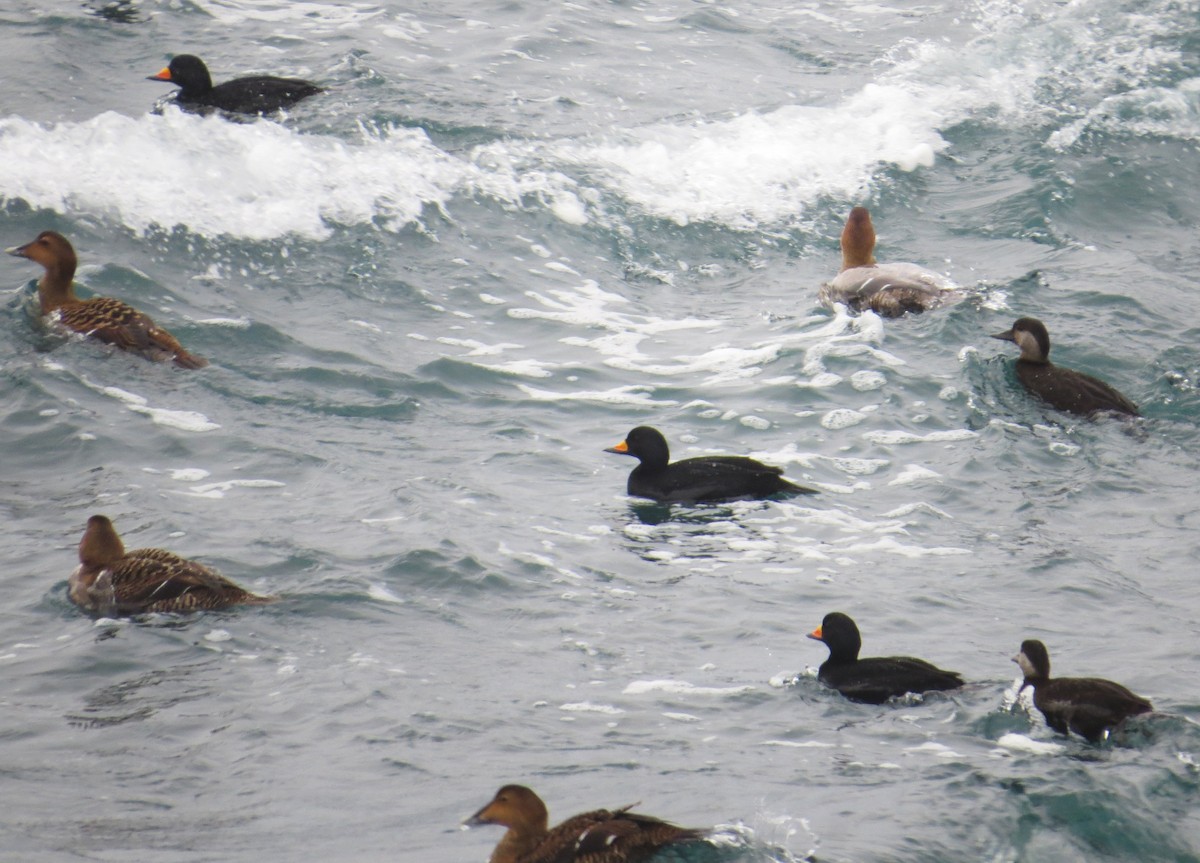 Black Scoter - ML629970678