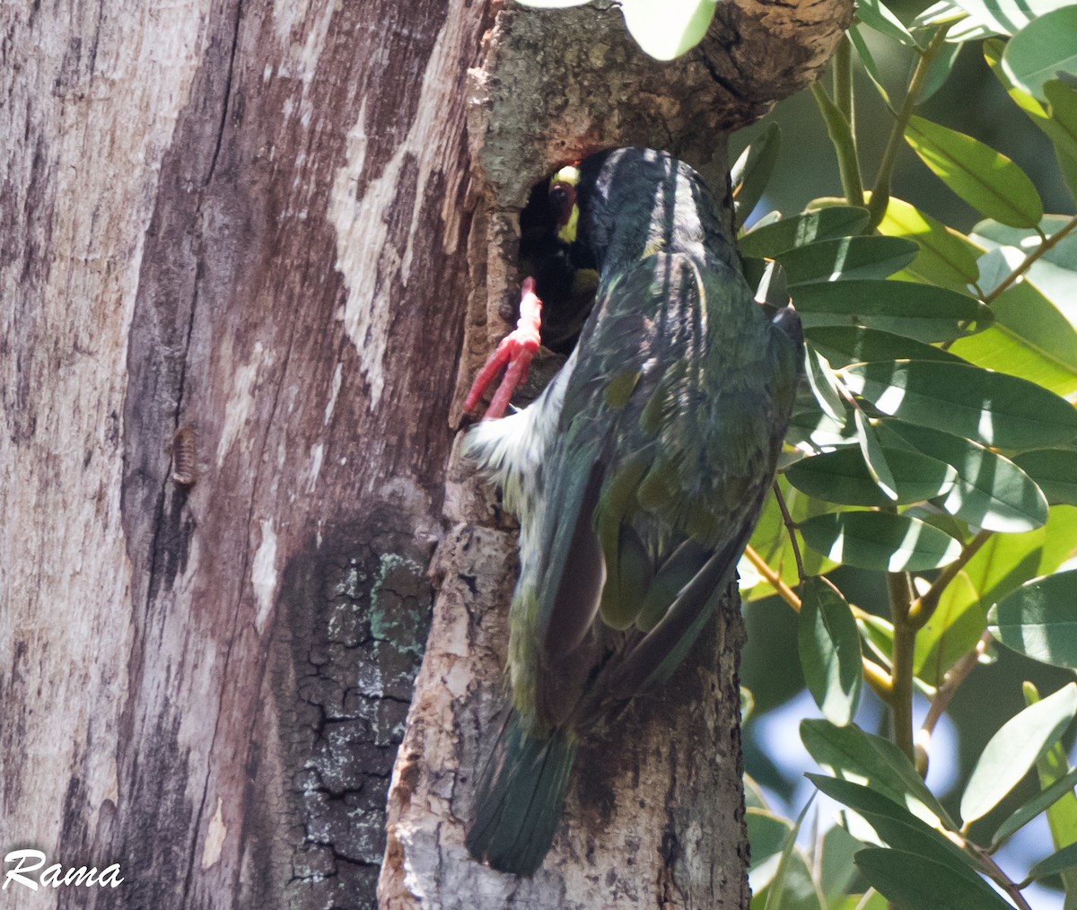 Coppersmith Barbet - ML62997071