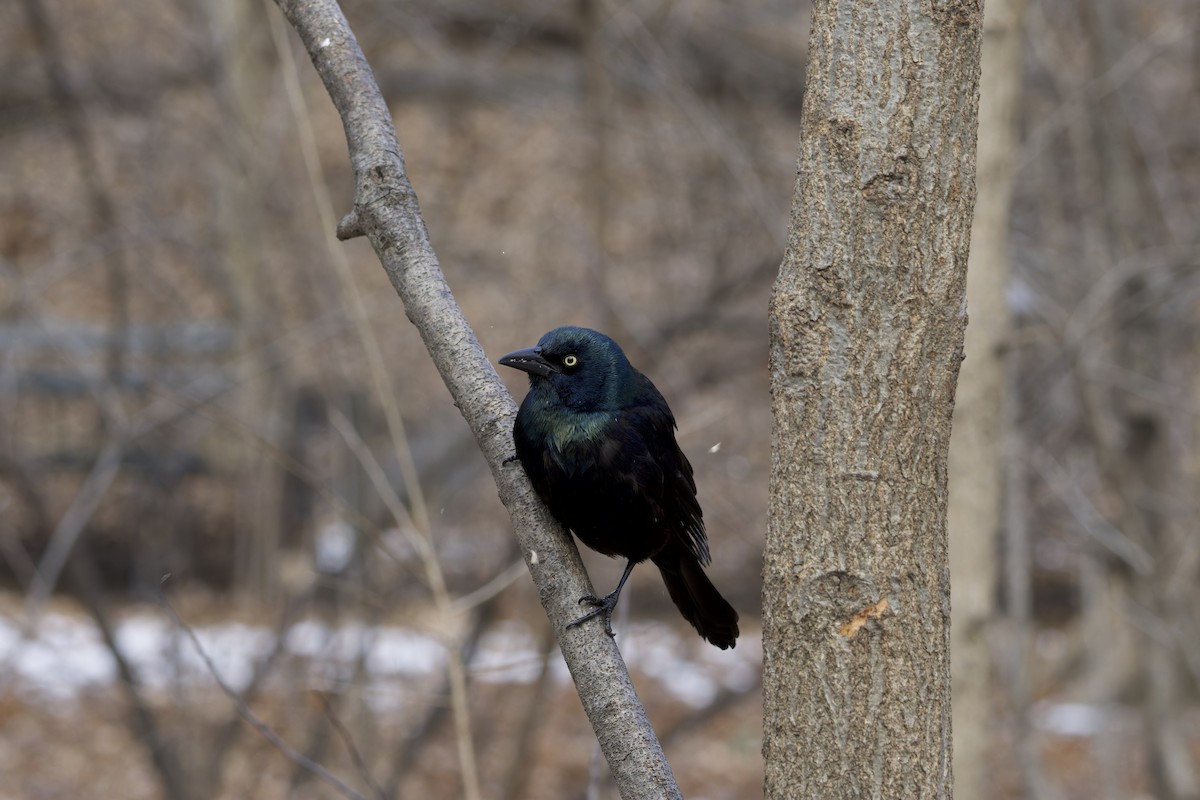 Common Grackle - ML629970736
