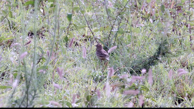 Flappet Lark - ML629970756