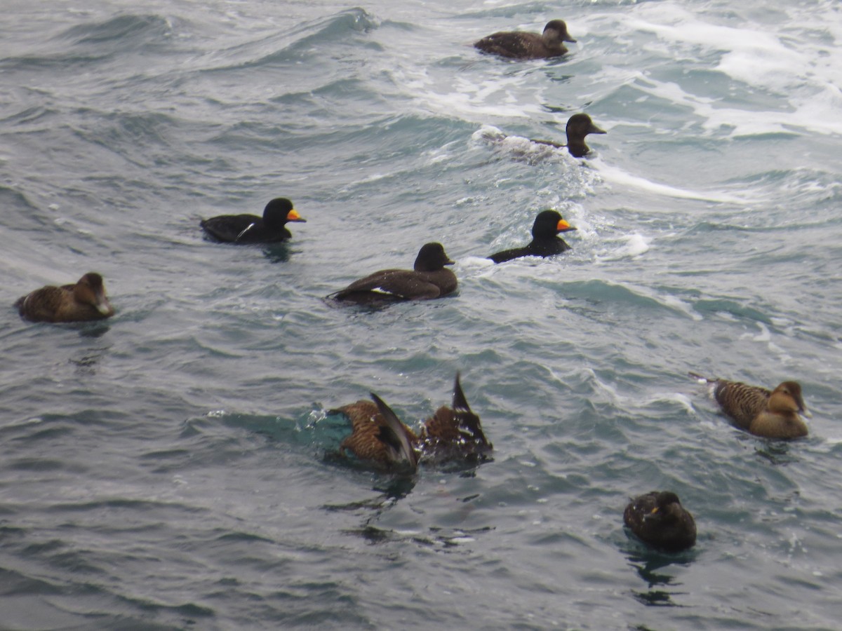 White-winged Scoter - ML629970783