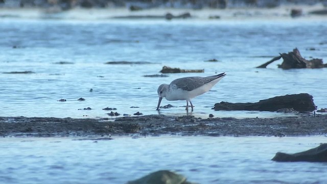 Nordmann's Greenshank - ML629970785