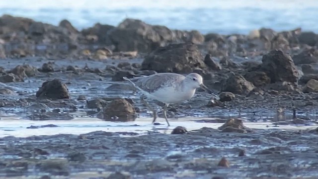 Nordmann's Greenshank - ML629970786