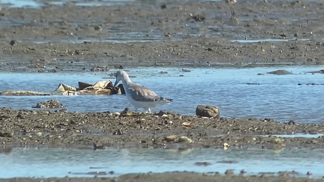 Nordmann's Greenshank - ML629970787