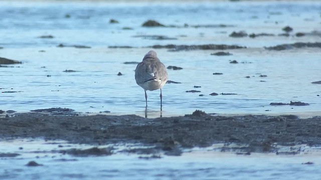 Nordmann's Greenshank - ML629970788