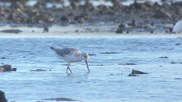 Nordmann's Greenshank - ML629970789
