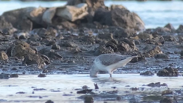 Nordmann's Greenshank - ML629970790