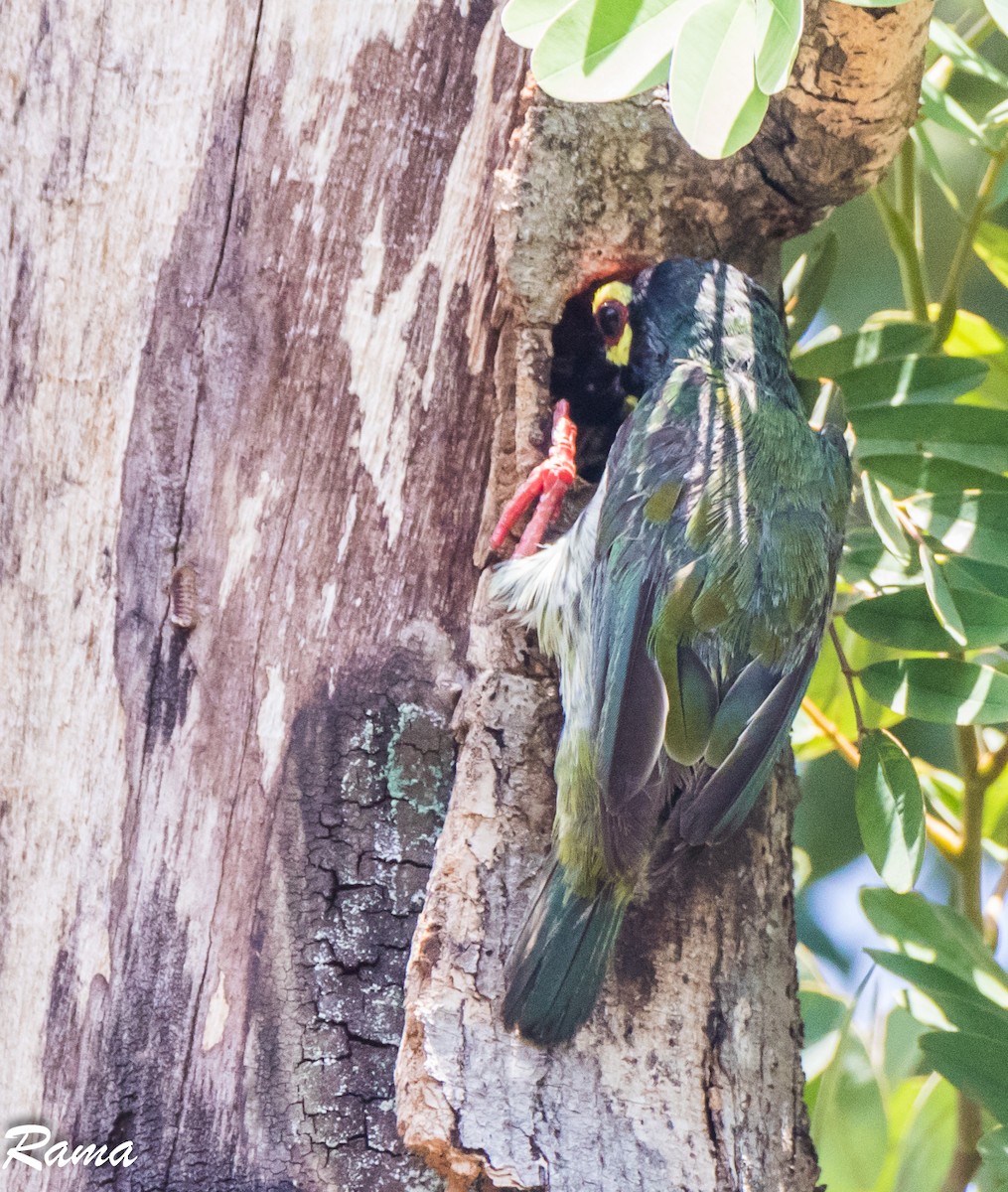 Coppersmith Barbet - ML62997081