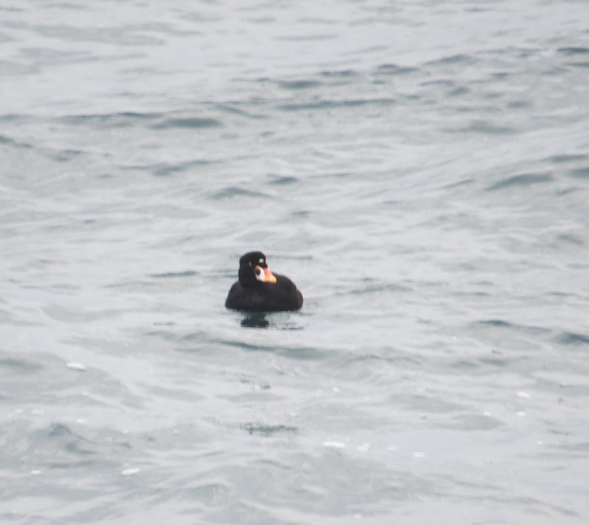 Surf Scoter - ML629970853