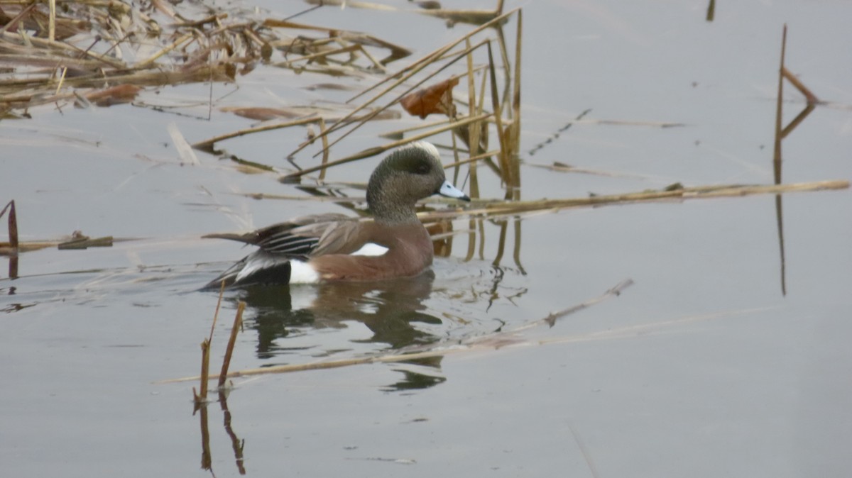 American Wigeon - ML629971059