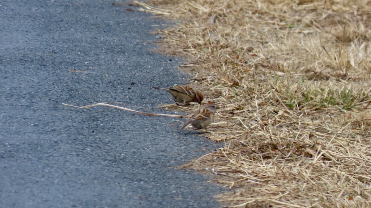 American Tree Sparrow - ML629971066