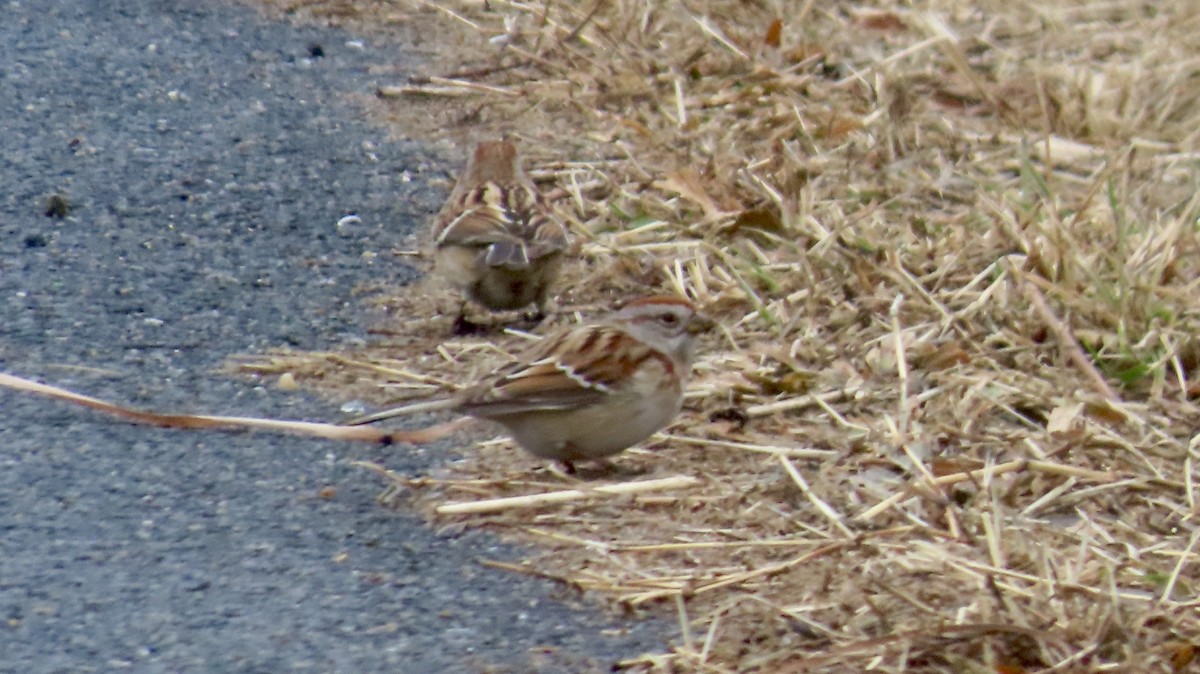 American Tree Sparrow - ML629971094