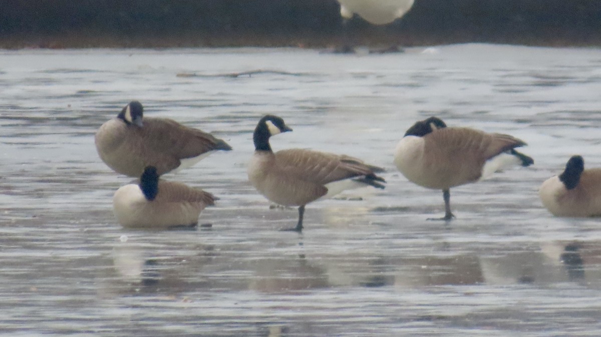 Cackling Goose (Richardson's) - ML629971151