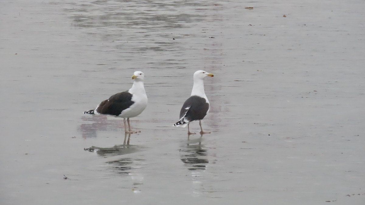 Great Black-backed Gull - ML629971353
