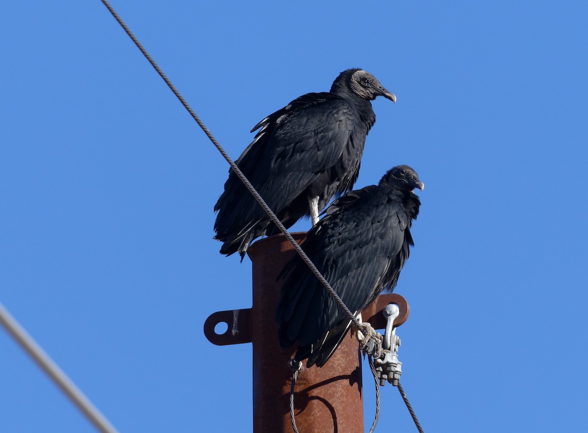 Black Vulture - ML629971380