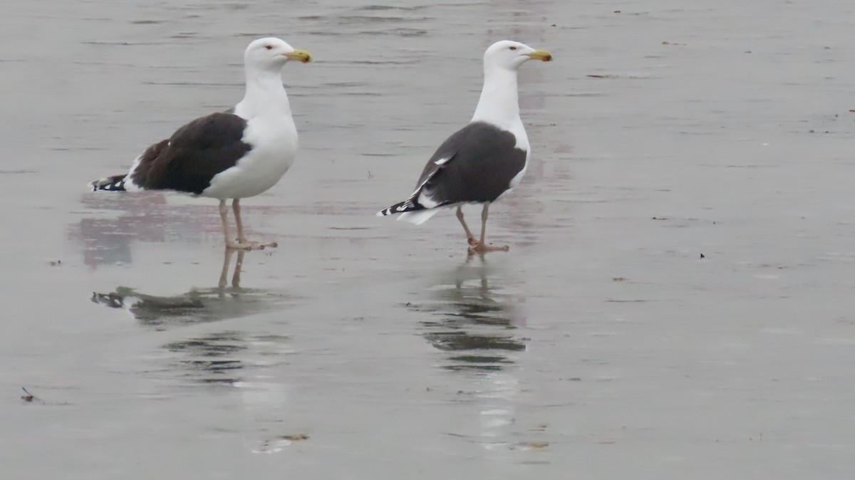 Great Black-backed Gull - ML629971404