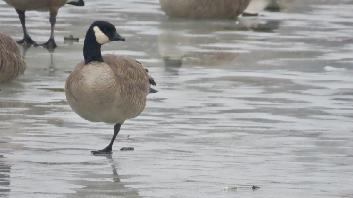 Cackling Goose (Richardson's) - ML629971505