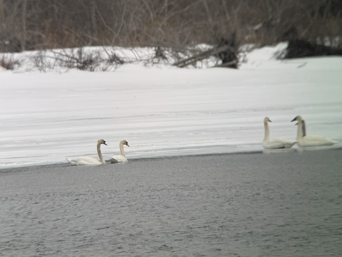 labuť trubač - ML629971518