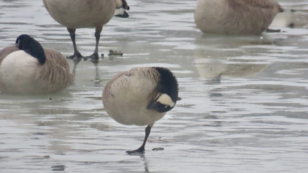 Cackling Goose (Richardson's) - ML629971519