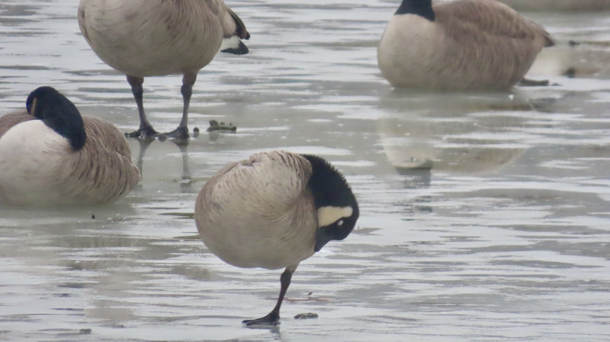 Cackling Goose (Richardson's) - ML629971527