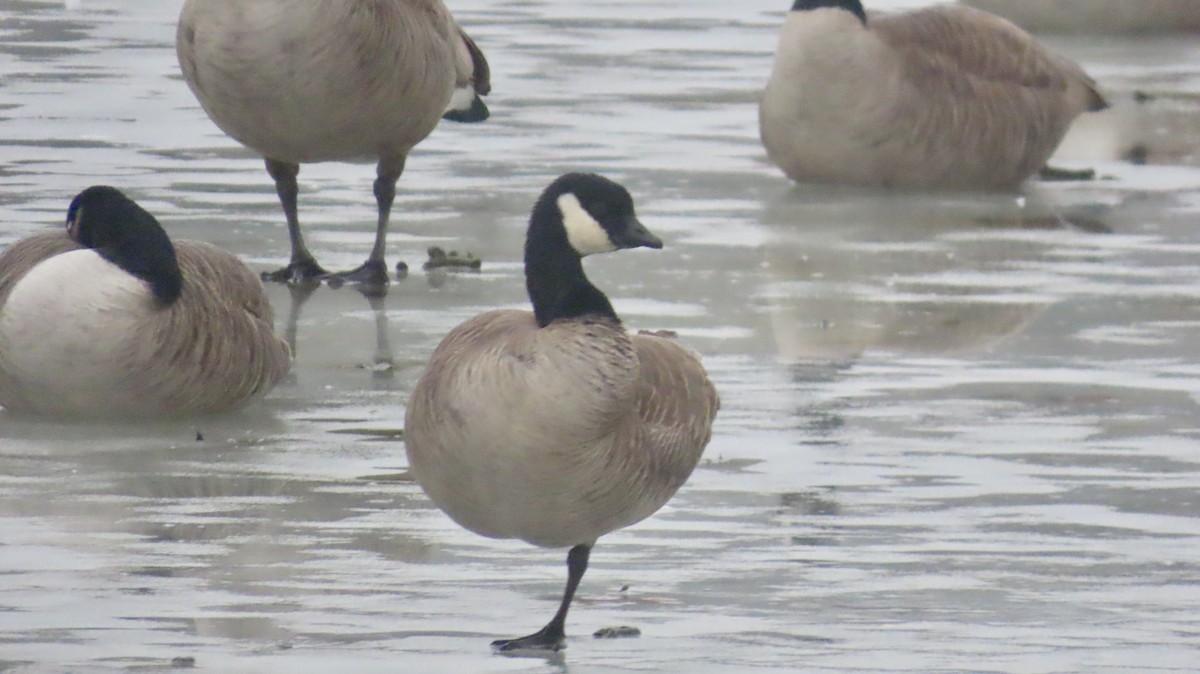 Cackling Goose (Richardson's) - ML629971539