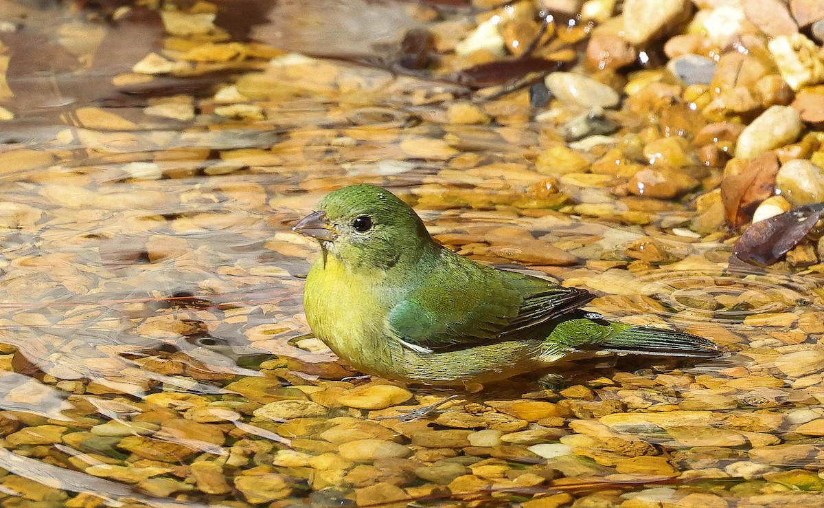 Passerin nonpareil - ML629971553