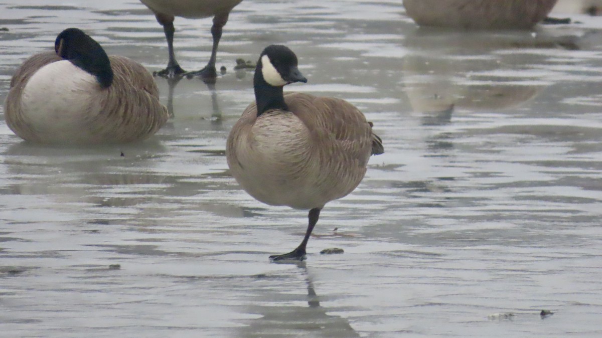 Cackling Goose (Richardson's) - ML629971556