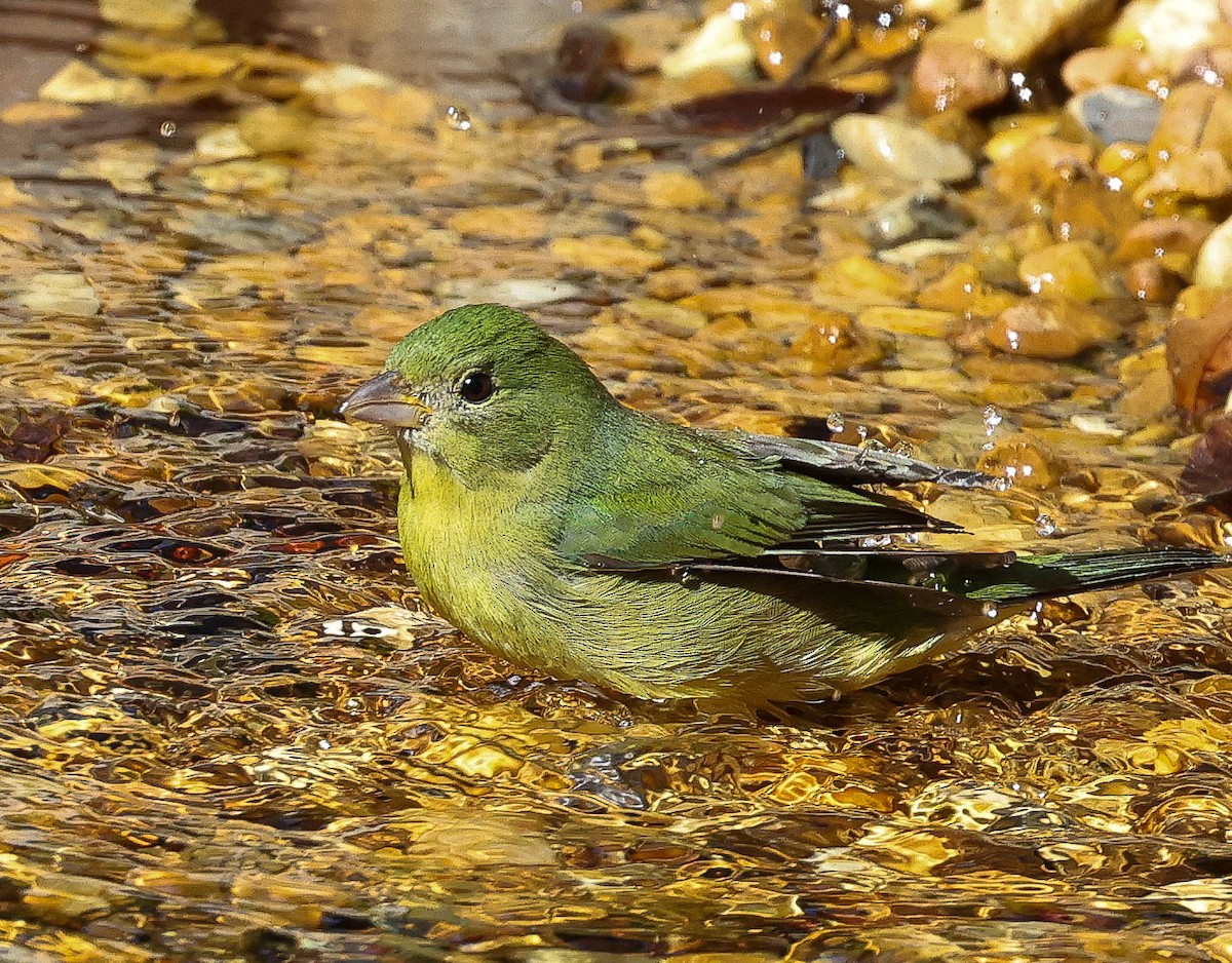 Passerin nonpareil - ML629971569