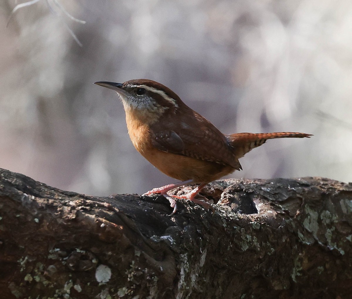 Troglodyte de Caroline - ML629971594