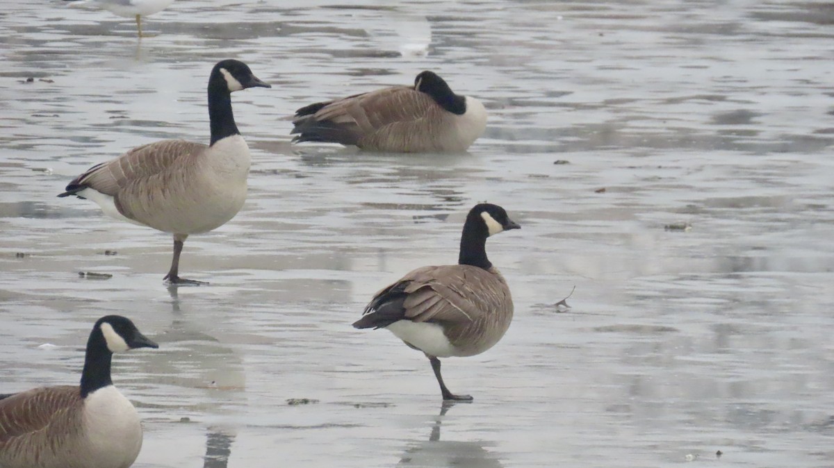 Cackling Goose (Richardson's) - ML629971612