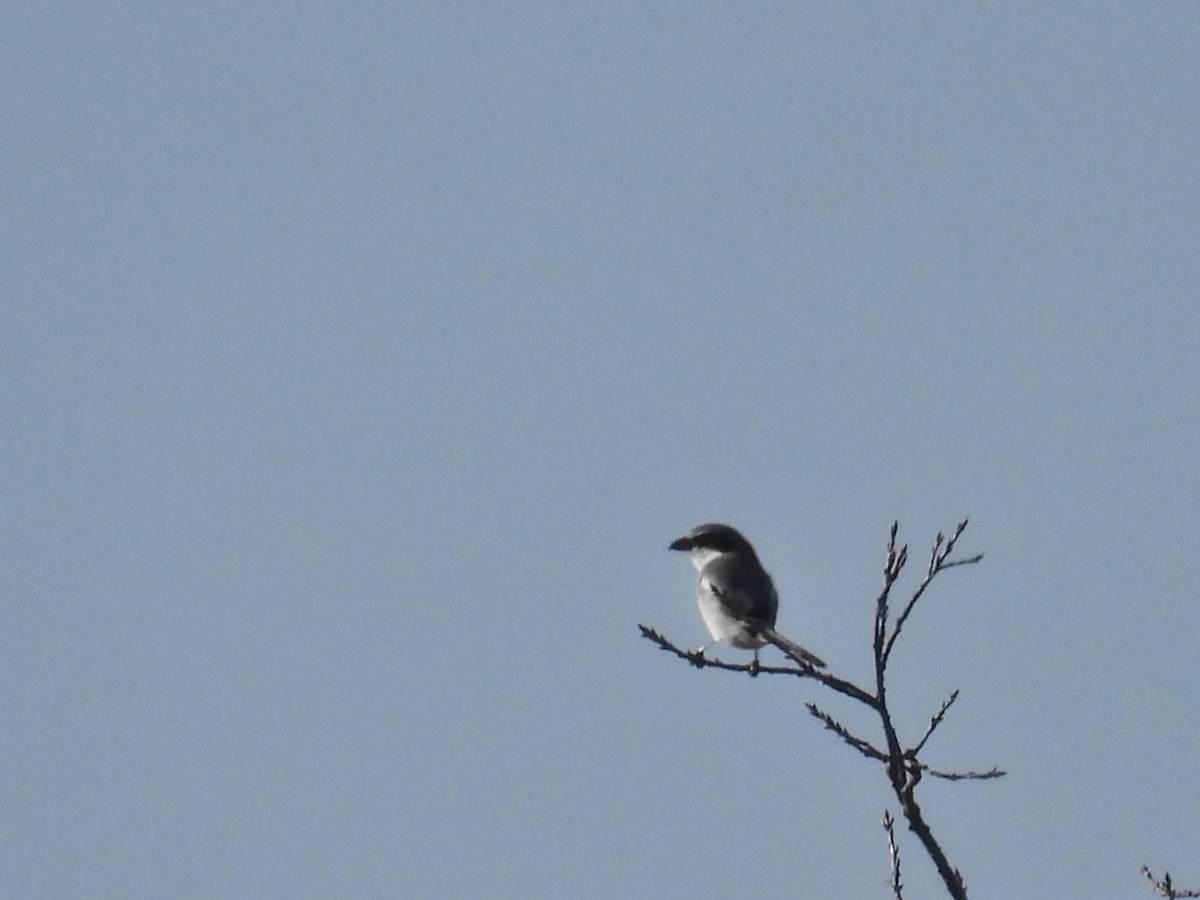 Loggerhead Shrike - ML629971628