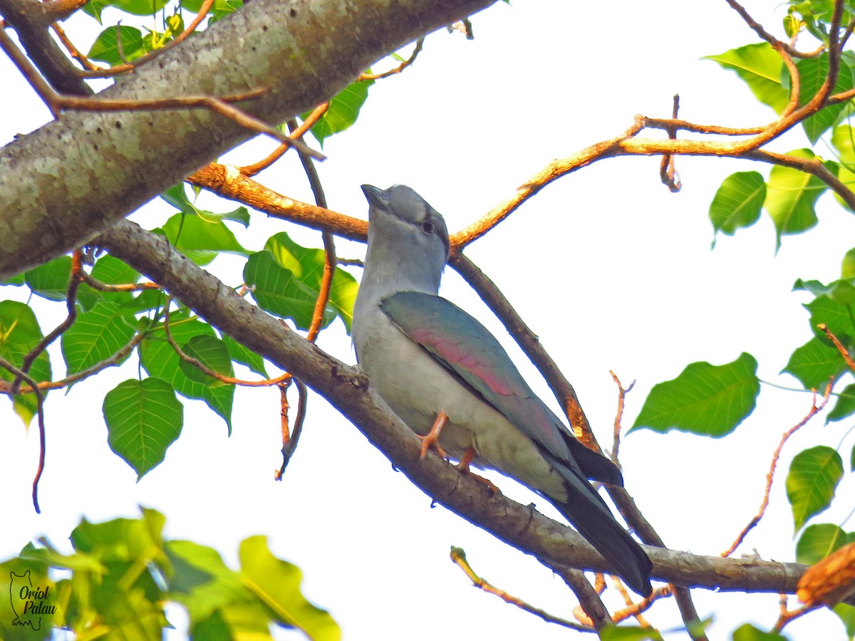 Cuckoo-roller - ML629971662