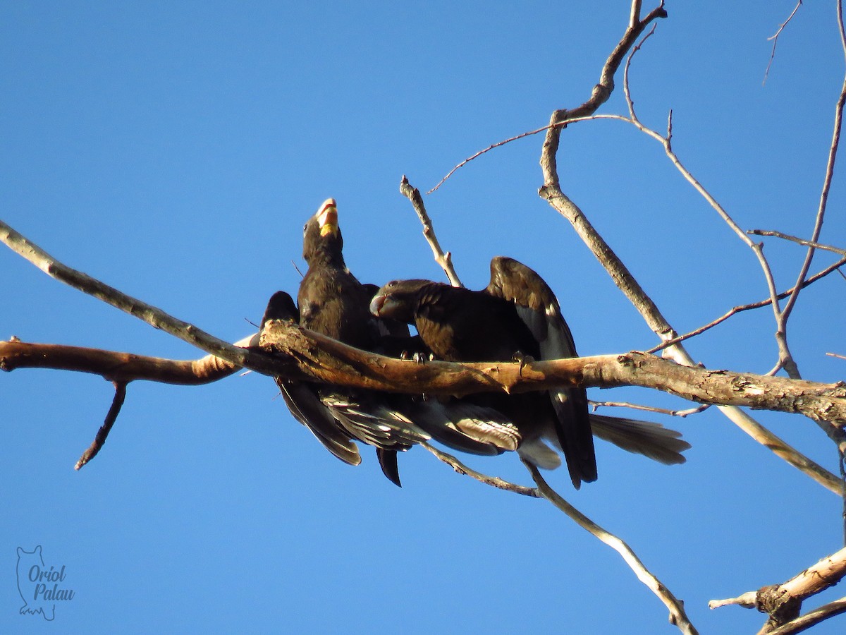 Lesser Vasa Parrot - ML629971674