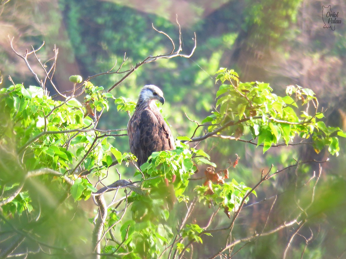 Madagascar Fish-Eagle - ML629971776