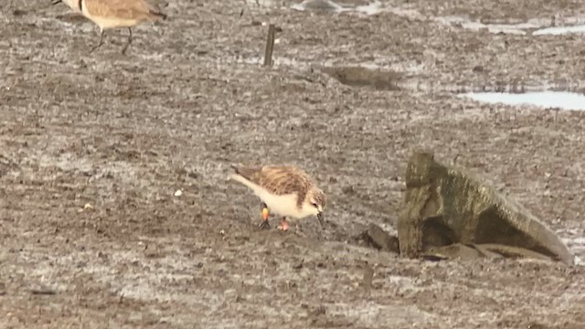 Red-necked Stint - ML629971787