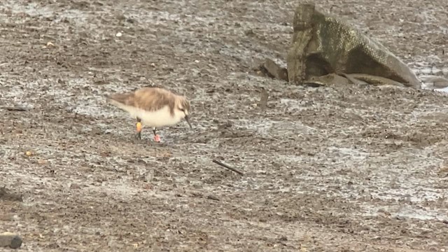 Red-necked Stint - ML629971788