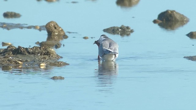 Whiskered Tern - ML629971846